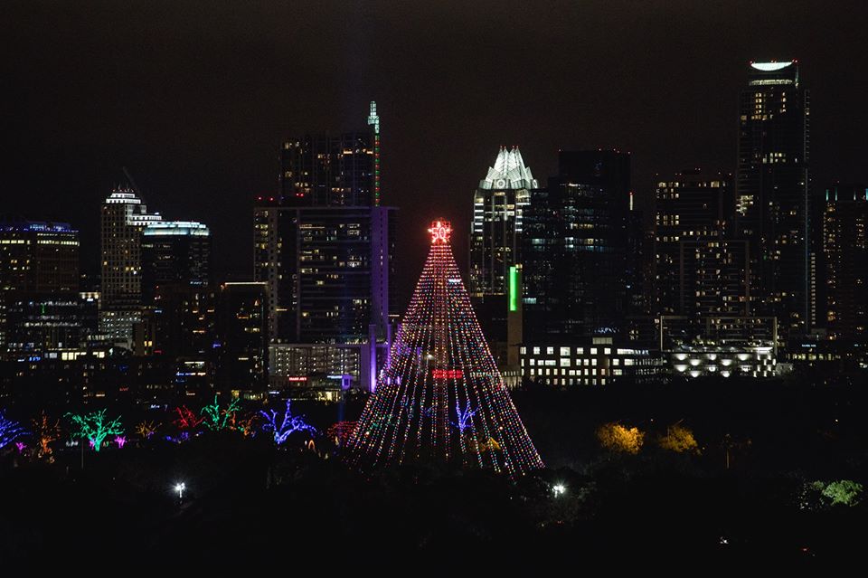 zilker tree 50